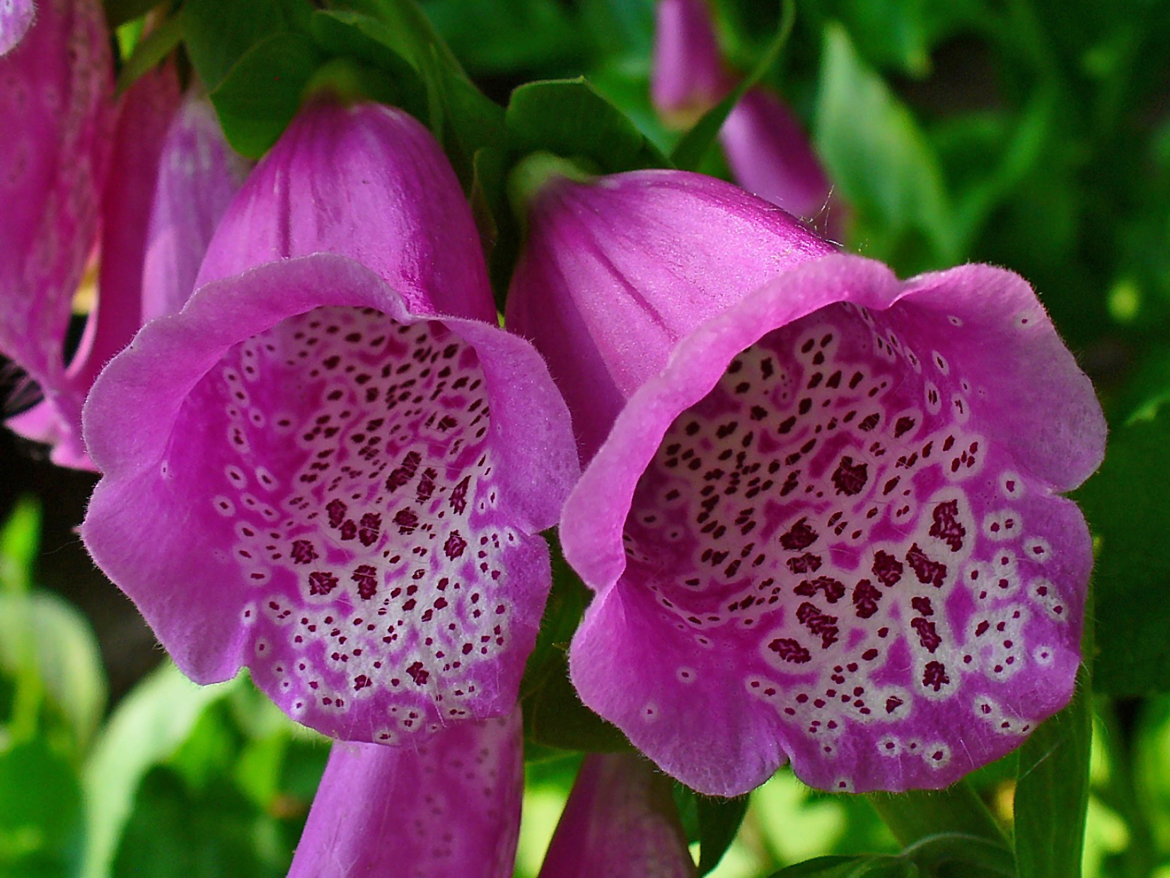 Foxglove flower (Digitalis)
